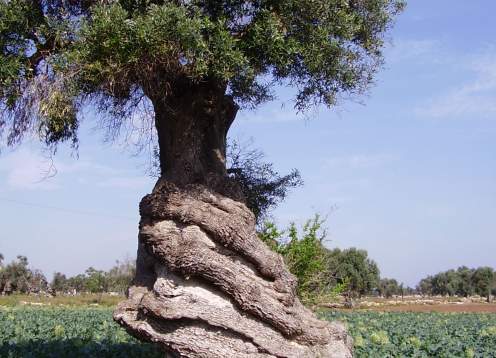 Olive tree twisted trunk
